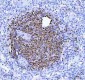 Anti-BOB1 Monoclonal Antibody
